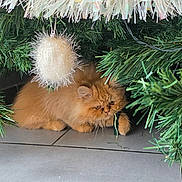 Rouky participe au concours pour gagner de l'argent avec cette photo : cat, christmas_tree, christmas_ornament, orange_cat, green_pine_branches, floor_tiles, indoor, holiday_decorations, pet, feline, curious, fluffy, playful, festive, animal, home, decor, christmas_lights, closeup, cute