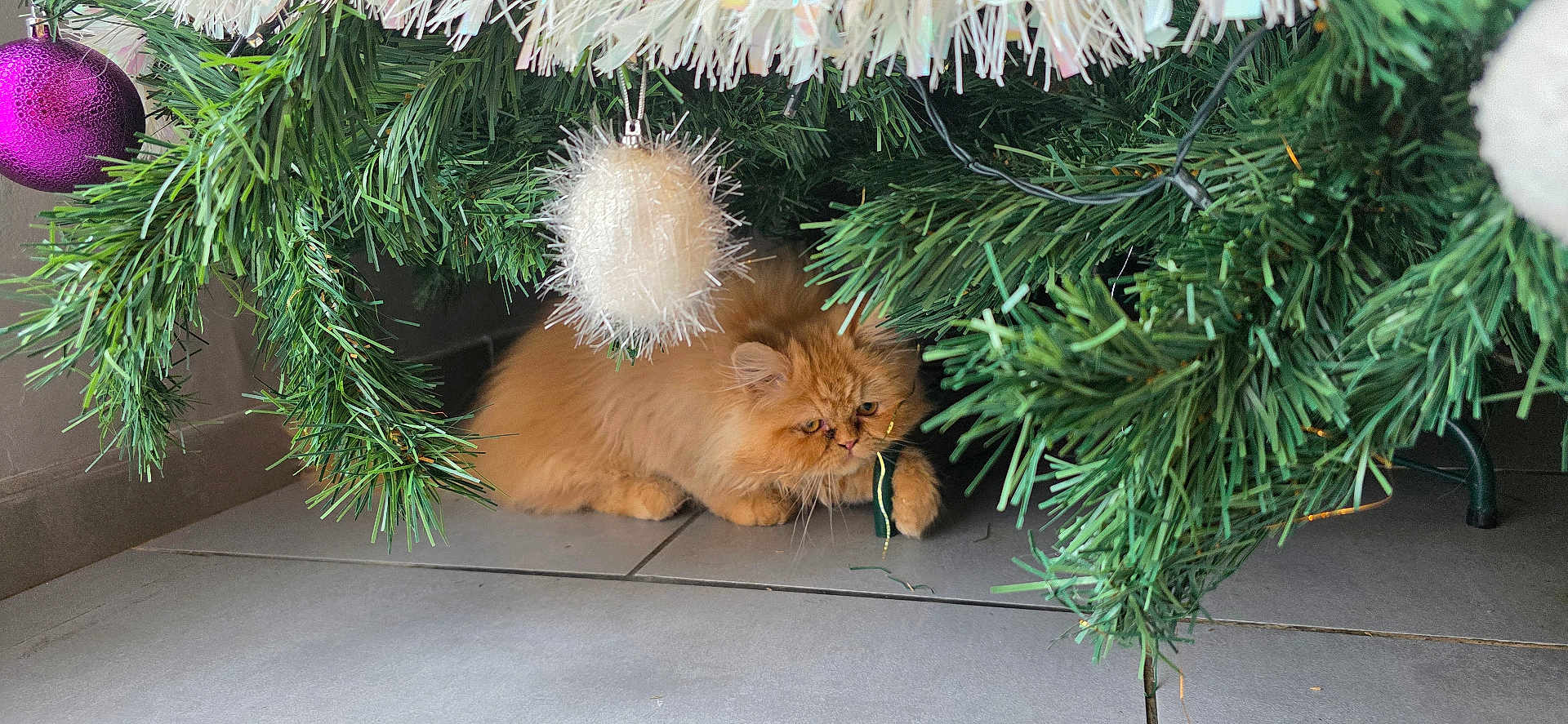 Rouky participe au concours pour gagner de l'argent avec cette photo : cat, christmas_tree, christmas_ornament, orange_cat, green_pine_branches, floor_tiles, indoor, holiday_decorations, pet, feline, curious, fluffy, playful, festive, animal, home, decor, christmas_lights, closeup, cute