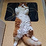Vaillant participe au concours pour gagner de l'argent avec cette photo : animal, cat, cozy, cute, domestic_cat, floor, fluffy, fur, indoor, lying_down, mat, orange_cat, paws, pet, playful, portrait, relaxed, tail, whiskers, white_cat
