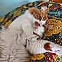 Vaillant a rejoint le concours — aidez-le/la à gagner de superbes lots ! animal, cat, closeup, comfort, cushion, cute, feline, fluffy, fur, indoor, laying, orange, patterned, paw, pet, portrait, relaxed, resting, whiskers, white