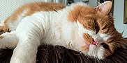 Vaillant a rejoint le concours — aidez-le/la à gagner de superbes lots ! animal, cat, cozy, cute, domestic_cat, feline, fluffy, furry_perch, home, indoor, mammal, orange_cat, pet, pink_nose, portrait, relaxed, resting, sleepy, whiskers, white_cat