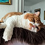 animal, cat, cozy, cute, domestic_cat, feline, fluffy, furry_perch, home, indoor, mammal, orange_cat, pet, pink_nose, portrait, relaxed, resting, sleepy, whiskers, white_cat
