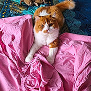 Vaillant participe au concours pour gagner de l'argent avec cette photo : animal, bed, cat, cozy, cute, fluffy_cat, fur, home, indoor, looking, lying_down, orange_and_white_cat, patterned_bedspread, pet, pink_sheet, relaxed, soft, stuffed_toy, tail, toy_monkey