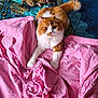 animal, bed, cat, cozy, cute, fluffy_cat, fur, home, indoor, looking, lying_down, orange_and_white_cat, patterned_bedspread, pet, pink_sheet, relaxed, soft, stuffed_toy, tail, toy_monkey