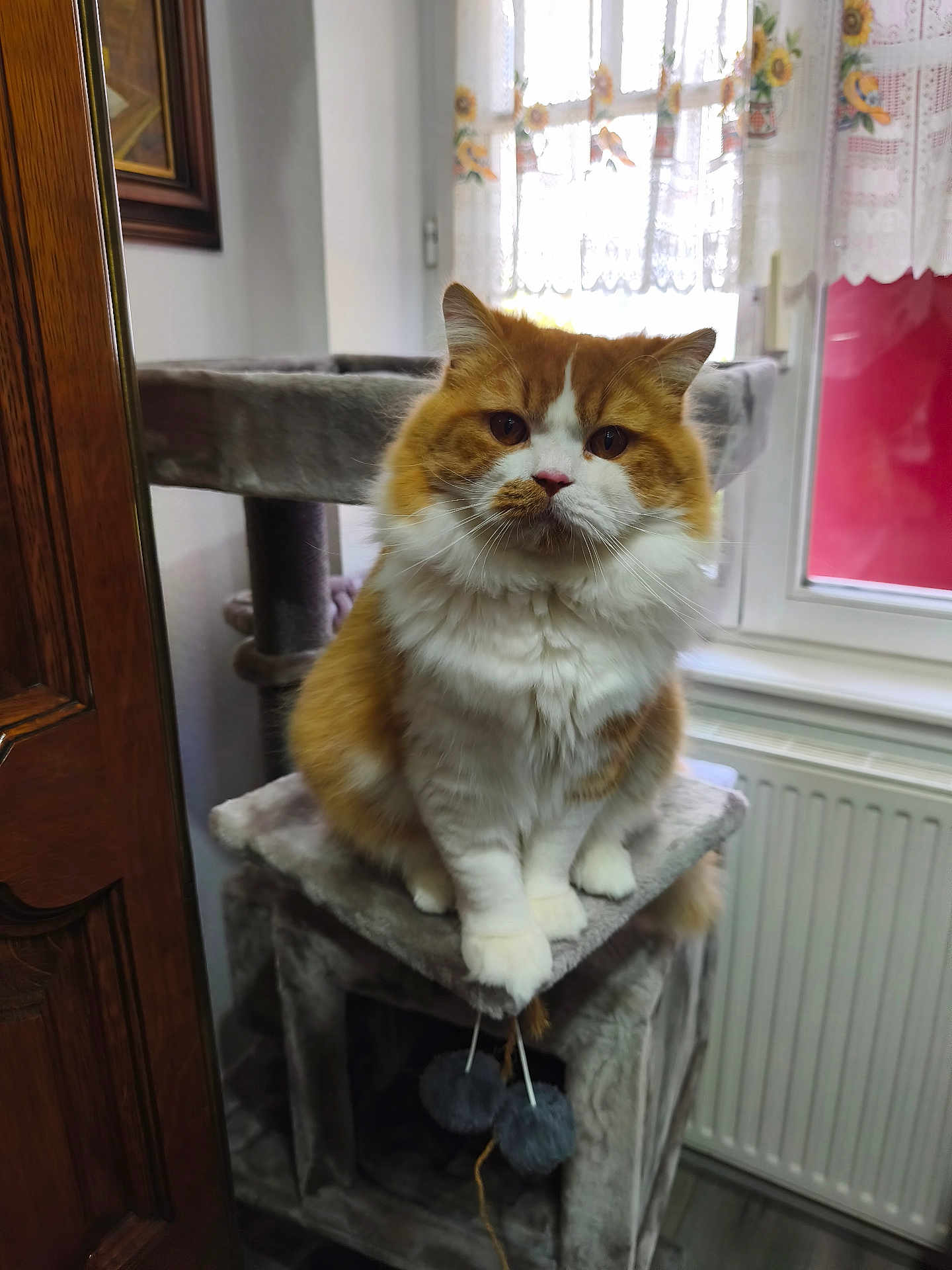 Vaillant a rejoint le concours — aidez-le/la à gagner de superbes lots ! animal, cat, cat_tree, cozy, curtains, cute, domestic, fluffy, furniture, houseplant, indoor, looking, orange_cat, pet, plush, radiator, sitting, white_cat, window, wooden_door