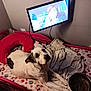 Pandora joined the competition — help win amazing prizes! dog, bed, blanket, bowl, cartoon, child_bed, clutter, couch, curved_pillow, electronic_device, furniture, indoor, mickey_mouse, pet, pink, resting, screen, television, toy, wall