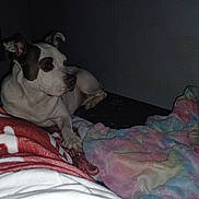 Pandora is registered to the contest to win money with this photo: dog, pet, bed, blanket, indoor, animal, resting, fur, canine, comfort, laying, looking, white, brown, cozy, sleeping_area, domestic, quiet, home, relaxed