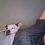 Pandora joined the competition — help win amazing prizes! dog, resting, person, indoor, cozy, sleepy, casual, tshirt, graphic_tshirt, head, pet, companion, closeup, relaxing, animal, domestic_animal, cute, friendship, bond, laid_back