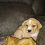 Izzy joined the competition — help win amazing prizes! puppy, dog, couch, plush_toy, teddy_bear, indoor, pet, young_dog, animal, cute, tan, white, fur, sitting, cozy, soft, blanket, comfort, home, relaxed