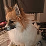 Fenrir is registered to the contest to win money with this photo: dog, fluffy, sitting, indoor, blanket, sunflower_pattern, curious, fur, window_ac, curtain, pet, animal, cozy, brown, white, paw, snout, ears, bedroom, relaxed