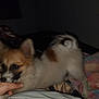 Fenrir joined the competition — help win amazing prizes! dog, small_dog, bed, blanket, hand, playful, indoor, pet, fur, paw, finger, cute, animal, resting, colorful_blanket, furry, tail, ears, person, touching