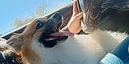 Fenrir joined the competition — help win amazing prizes! dog, car, steering_wheel, tie, tongue_out, happy, pet, canine, seat, hand, sunlight, window, blue_sky, trees, fur, close_up, interior, casual, joyful, animal