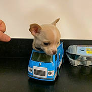 Punch participe au concours pour gagner de l'argent avec cette photo : animal, black_surface, blue, closeup, container, countertop, curious, cute, dog, egg_carton, hand, indoor, kitchen, pet, playful, puppy, small, toy, truck, white_wall
