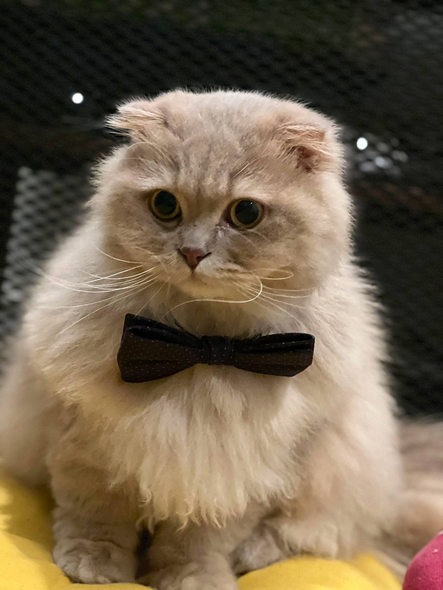 Marty a rejoint le concours — aidez-le/la à gagner de superbes lots ! art, british_longhair, carnivore, cat, claw, fawn, felidae, fur, mammal, paw, persian, photo_caption, small_to_medium_sized_cats, snout, terrestrial_animal, whiskers