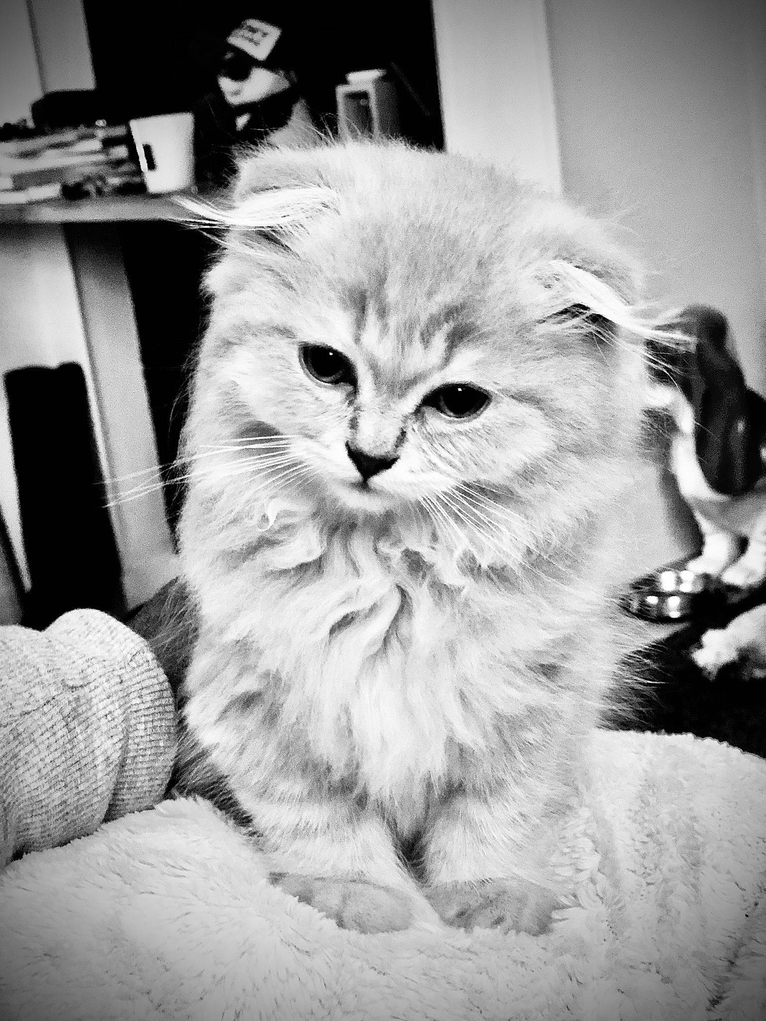 Marty participe au concours pour gagner de l'argent avec cette photo : black_and_white, carnivore, cat, chair, claw, comfort, domestic_short_haired_cat, eye, felidae, fur, glasses, grey, iris, monochrome, monochrome_photography, paw, small_to_medium_sized_cats, snout, style, whiskers