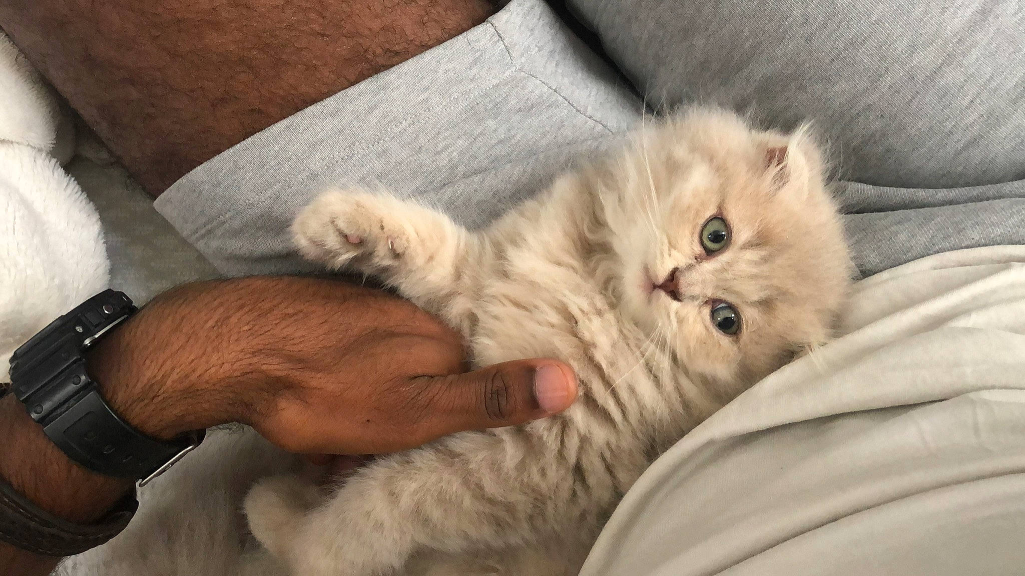 Marty participe au concours pour gagner de l'argent avec cette photo : british_longhair, carnivore, cat, claw, clock, comfort, domestic_short_haired_cat, fawn, felidae, fur, gesture, nap, paw, persian, ragdoll, small_to_medium_sized_cats, snout, tail, watch, whiskers