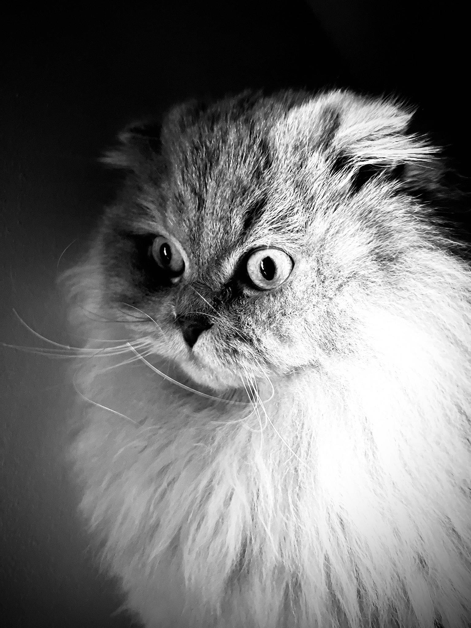 Marty participe au concours pour gagner de l'argent avec cette photo : art, carnivore, cat, close_up, darkness, electric_blue, felidae, fur, grey, macro_photography, monochrome, monochrome_photography, small_to_medium_sized_cats, snout, still_life_photography, terrestrial_animal, whiskers