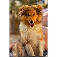 Sooki Firmin a rejoint le concours — aidez-le/la à gagner de superbes lots ! dog, canine, pet, fluffy, brown_fur, smiling, sitting, portrait, outdoor, nature, animal, happy, fur, ears, face, mouth_open, eyes, friendly, cute, companion