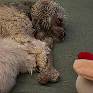 Riley is registered to the contest to win money with this photo: dog, sleeping, toy, bone, couch, pet, fluffy, fur, resting, indoor, cozy, closeup, relaxed, canine, collar, animal, domestic, comfort, nap, furniture