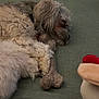 dog, sleeping, toy, bone, couch, pet, fluffy, fur, resting, indoor, cozy, closeup, relaxed, canine, collar, animal, domestic, comfort, nap, furniture