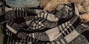 Riley joined the competition — help win amazing prizes! animal, bedtime, black, blanket, close_up, comfort, cozy, cute, dog, fur, indoor, lying_down, nap, pattern, pet, plush_toy, resting, sleeping, soft, white