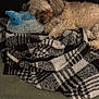 Riley joined the competition — help win amazing prizes! dog, sleeping, plush_toy, blanket, cozy, fur, pet, indoor, resting, cute, comfort, soft, animal, nap, bedtime, black, white, pattern, lying_down, close_up