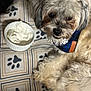 dog, pet, animal, fluffy, collar, blanket, paw_print, bowl, cream, whipped_cream, indoor, cozy, fur, cute, relaxed, closeup, face, eyes, small_dog, resting