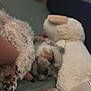 Riley joined the competition — help win amazing prizes! dog, sleeping, paw, finger, stuffed_animal, bed, blanket, cozy, cute, pet, fur, snuggling, resting, indoor, soft, companion, animal, relaxation, comfort, friendship