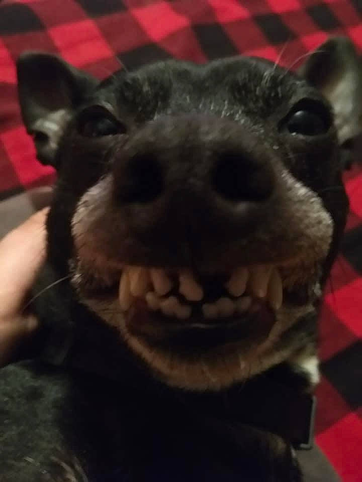 Niggie is registered to the contest to win money with this photo: canidae, carnivore, close_up, companion_dog, dog, dog_breed, fawn, fur, llama, nose, selfie, smile, snout, sporting_group, stuffed_toy, terrestrial_animal, toy, vertebrate, whiskers, working_animal