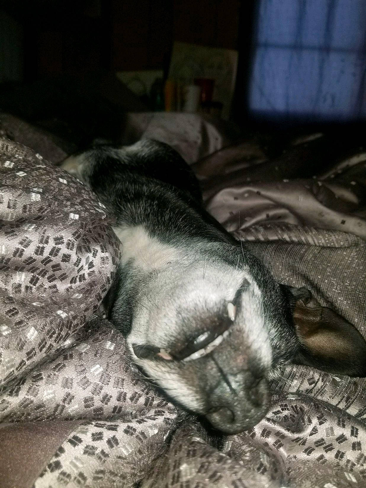 Niggie joined the competition — help win amazing prizes! carnivore, claw, comfort, dog, dog_breed, felidae, foot, fur, grey, human_leg, monochrome, monochrome_photography, snout, sporting_group, tail, terrestrial_animal, whiskers, wildlife, working_animal, wrinkle