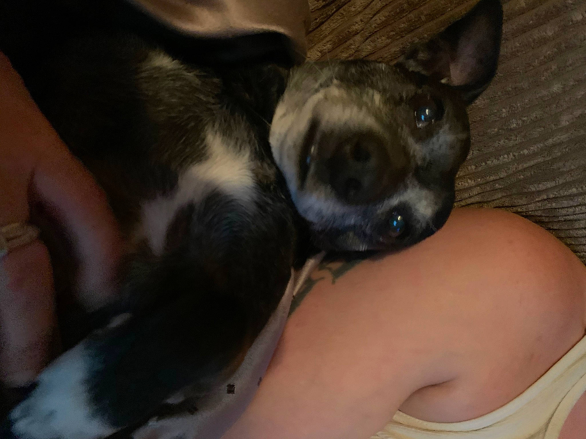 Niggie is registered to the contest to win money with this photo: canidae, carnivore, comfort, companion_dog, dog, dog_breed, ear, elbow, fawn, fur, non_sporting_group, paw, puppy, snout, sporting_group, terrestrial_animal, toy_dog, whiskers, working_animal