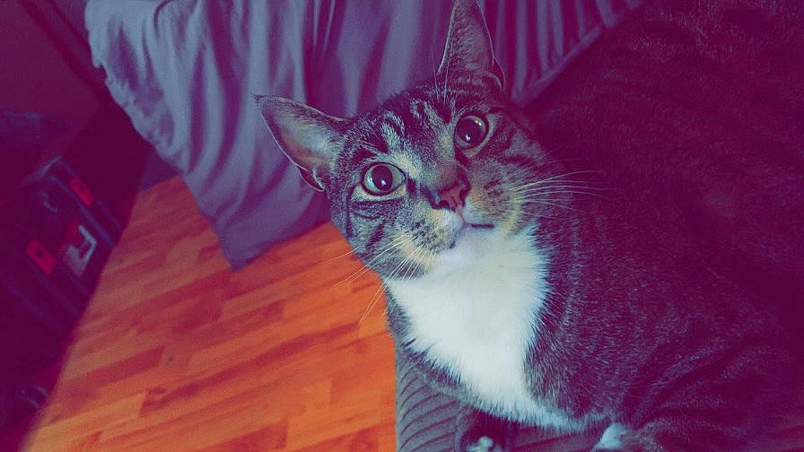 Zeus joined the competition — help win amazing prizes! carnivore, cat, domestic_short_haired_cat, felidae, flooring, fur, hardwood, magenta, pattern, paw, small_to_medium_sized_cats, snout, tail, tree, whiskers, window, wood, wood_flooring, wood_stain