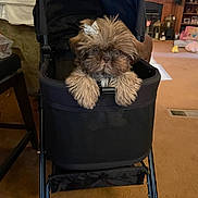 Leia Marie joined the competition — help win amazing prizes! dog, puppy, stroller, indoor, carpet, living_room, furniture, television, toy, brown, cute, pet, bow, fur, animal, front_view, cozy, small_dog, black, home