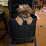 dog, puppy, stroller, indoor, carpet, living_room, furniture, television, toy, brown, cute, pet, bow, fur, animal, front_view, cozy, small_dog, black, home