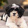 animal, black_and_white, carpet, close_up, cute, dog, eyes, fluffy, fur, home, indoor, lying_down, nose, paws, pet, portrait, puppy, shih_tzu, small_dog, soft_lighting