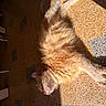 animal, cat, cozy, cute, domestic, feline, fluffy, fur, ginger_cat, indoor, lazy, paw, pet, relaxed, resting, shadow, sleeping, sunlight, tile_floor, whiskers