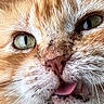 cat, close_up, orange_cat, white_fur, tongue_out, whiskers, green_eyes, fur_texture, animal, pet, cute, face, muzzle, nose, portrait, feline, expression, adorable, domestic_cat, macro