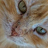 cat, close_up, ginger_cat, green_eyes, fur, whiskers, pet, animal, face, nose, portrait, domestic_cat, cute, feline, indoor, soft_light, texture, macro, detail, curious