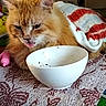 cat, orange_cat, tongue_out, towel, white_bowl, patterned_cloth, indoor, pet, furry, play_mat, household_items, cozy, scruffy, resting, close_up, tabletop, domestic, cute, animal, relaxed