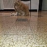 cat, fluffy, sitting, indoor, floor, tile_floor, chair, radiator, pet, animal, feline, domestic_cat, fur, quiet, still, home, reflection, brown, white, black