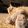 Kouzia a rejoint le concours — aidez-le/la à gagner de superbes lots ! animal, cat, claws, close_up, cozy, feline, floor, fur, home, indoor, mammal, orange_cat, paw, pet, relaxed, resting, sleeping, sunlight, tile_floor, whiskers
