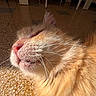 animal, cat, close_up, cozy, cute, domestic_animal, face, feline, floor, fur, indoor, orange_cat, pet, relaxation, resting, sleeping, sunlight, tiled_floor, warm_light, whiskers