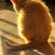 Kouzia participe au concours pour gagner de l'argent avec cette photo : animal, back_view, cat, cozy, domestic_animal, feline, floor, fluffy, fur, indoor, orange_cat, peaceful, pet, quiet, relaxing, shadow, sitting, sunlight, tail, warm_light