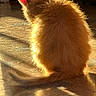 animal, back_view, cat, cozy, domestic_animal, feline, floor, fluffy, fur, indoor, orange_cat, peaceful, pet, quiet, relaxing, shadow, sitting, sunlight, tail, warm_light