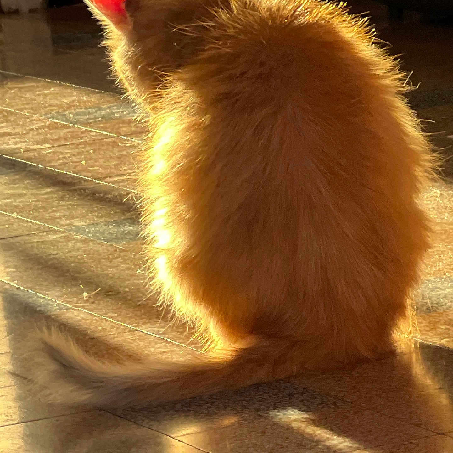 Kouzia participe au concours pour gagner de l'argent avec cette photo : animal, back_view, cat, cozy, domestic_animal, feline, floor, fluffy, fur, indoor, orange_cat, peaceful, pet, quiet, relaxing, shadow, sitting, sunlight, tail, warm_light