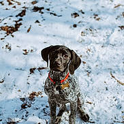 Ruby is registered to the contest to win money with this photo: animal, black_ears, canine, collar, curious, daylight, dog, fur, leaf_litter, looking_up, nature, outdoor, pet, puppy, red_collar, sitting, snow, speckled_fur, winter, young_dog