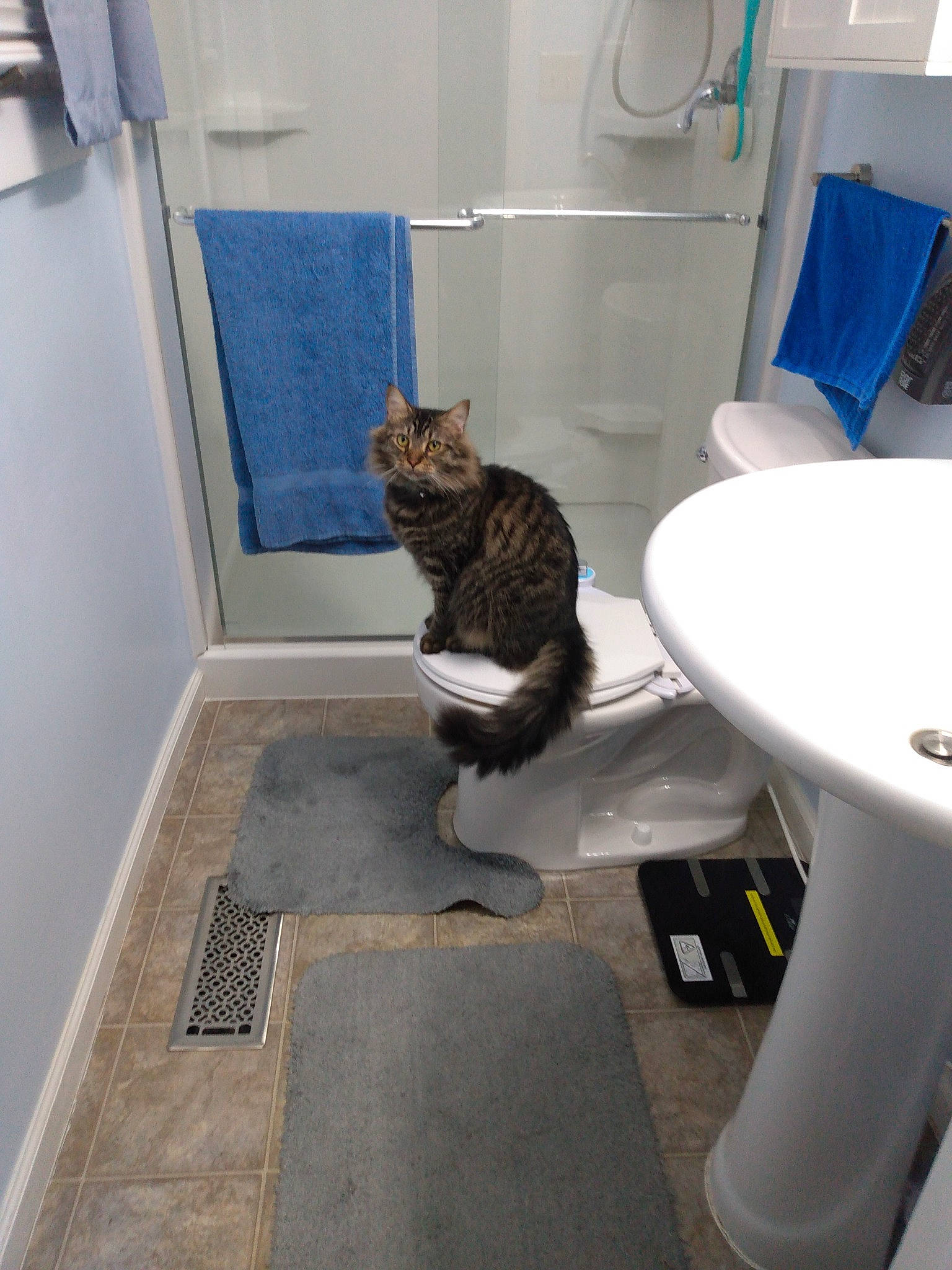 Tigger joined the competition — help win amazing prizes! bathroom, bidet, blue, carnivore, cat, ceramic, comfort, felidae, floor, flooring, interior_design, plumbing, plumbing_fixture, room, small_to_medium_sized_cats, tail, toilet, toilet_seat, whiskers