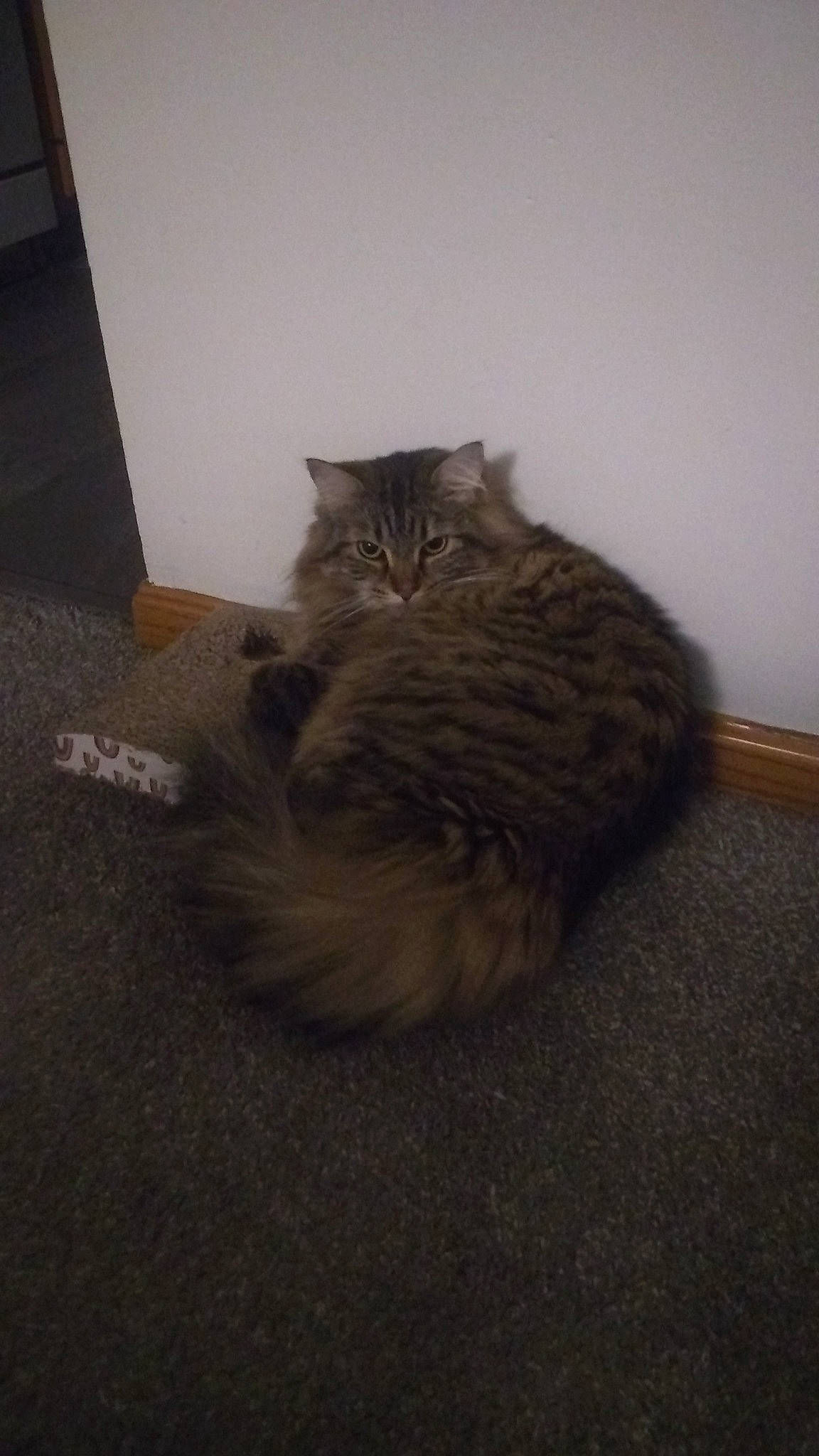 Precious