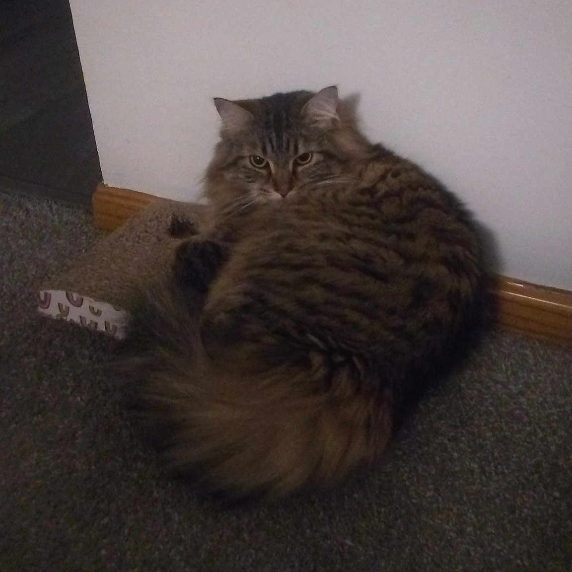 Precious