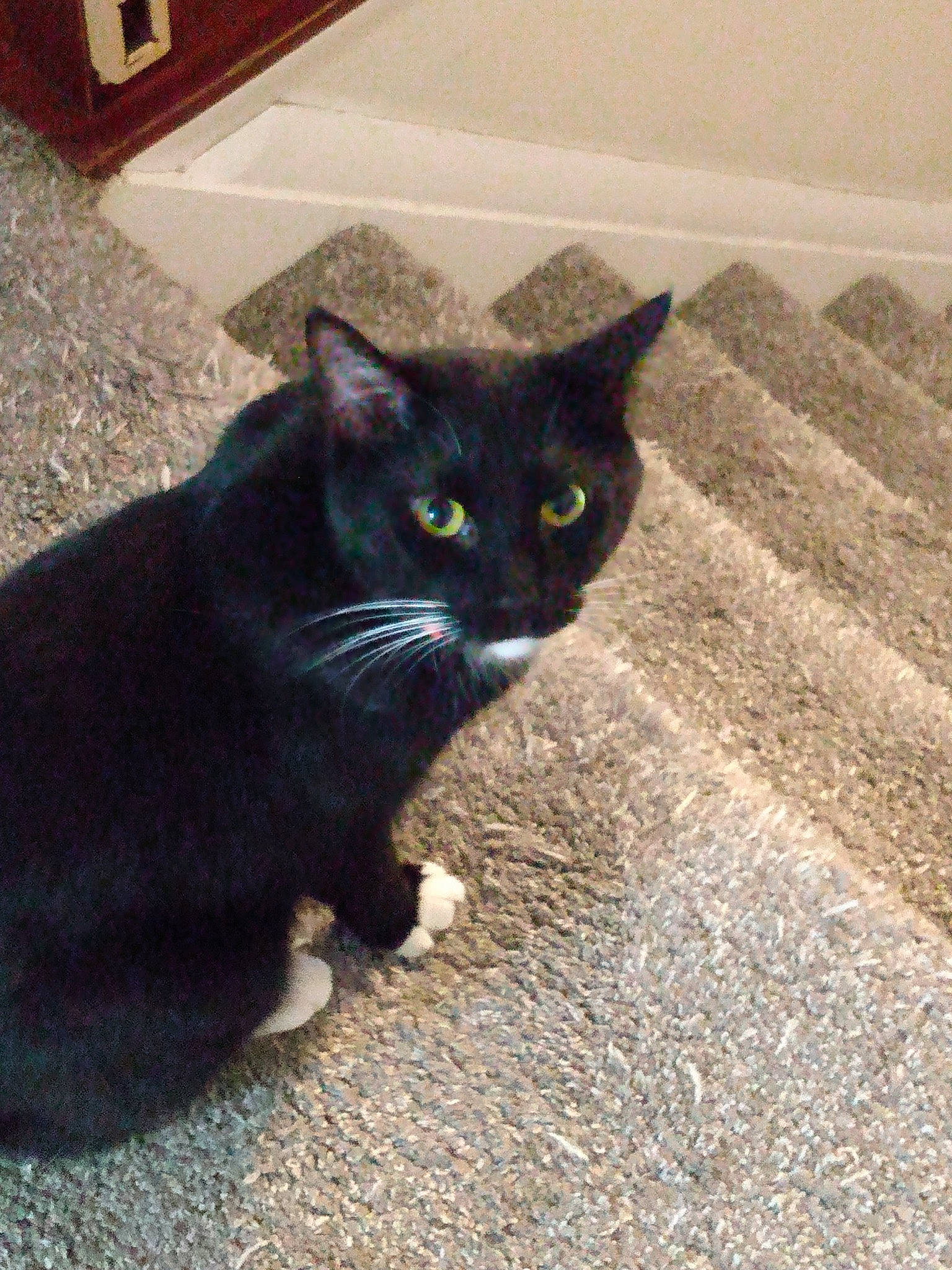 Whiskers Trifari